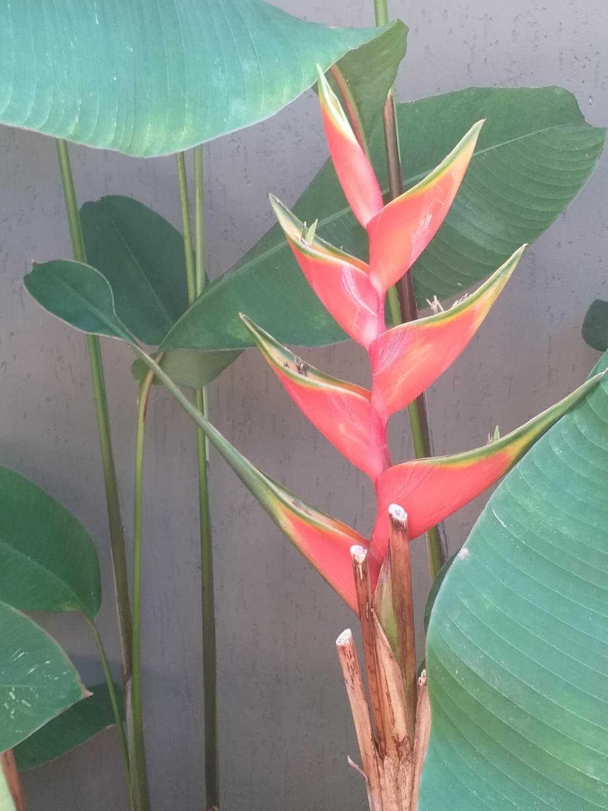 Chale Tulipa - Centro Praia Da Pipa Praia de Pipa Buitenkant foto